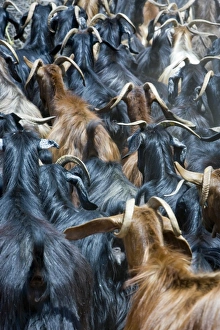 Goats, near Antalya, Mediterranean Coast, Turkey Goats, near Antalya, Mediterranean Coast, Turkey