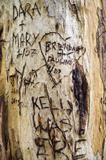 Graffiti on Red Tingle Tree, nr Pemberton, Western Australia Graffiti on Red Tingle Tree, nr Pemberton, Western Australia