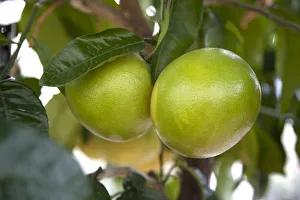 Fruit Trees Prints: Grapefruit growing on a tree