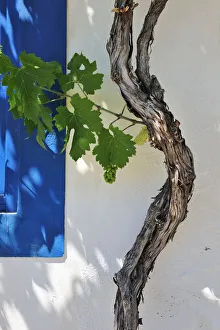 Detail of grapevine. Traditional houses of Pomarao. Alentejo, Portugal Detail of grapevine. Traditional houses of Pomarao. Alentejo, Portugal