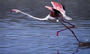 A greater flamingo takes off from the alkaline waters of Lake Bogoria A greater flamingo takes off from the alkaline waters of Lake Bogoria