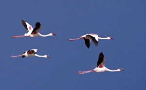 Greater flamingos in flight over Lake Turkana Greater flamingos in flight over Lake Turkana