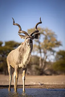 Greater Kudu, Kalahari Desert, Botswana Greater Kudu, Kalahari Desert, Botswana