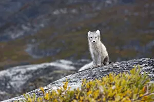Alopex Lagopus Collection: Greenland, DiskoBay, An arctic fox, Alopex lagopus, in Ataa a small village of fishermen