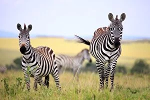 Images Dated 5th November 2011: Grevy zebra (Equus grevyi), Msai Mara National Reserve, Kenya