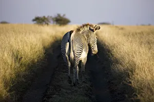 Grevys zebra, Lewa Wildlife Conservancy, Kenya Grevys zebra, Lewa Wildlife Conservancy, Kenya