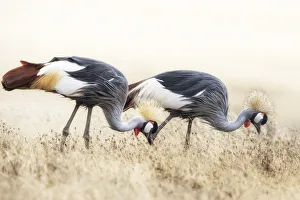 grey crowned crane or gray crowned crane (Balearica regulorum) grey crowned crane or gray crowned crane (Balearica regulorum)