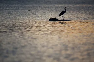 Grey heron on hippo, in lake, Selous, Tanzania Grey heron on hippo, in lake, Selous, Tanzania