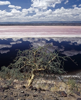 A hardy Commiphora tree thrives beside Lake Magadi A hardy Commiphora tree thrives beside Lake Magadi