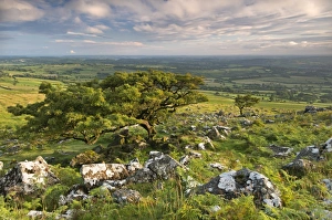Hawthorn trees on Dartmoor moorland in summer time, Devon, England. July Hawthorn trees on Dartmoor moorland in summer time, Devon, England. July