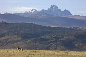 Heartbeest and Mt. Kenya, Lewa Wildlife Conservancy, Kenya Heartbeest and Mt. Kenya, Lewa Wildlife Conservancy, Kenya
