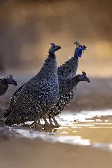 Helmeted Guinea Fowl, Kalahari Desert, Botswana Helmeted Guinea Fowl, Kalahari Desert, Botswana
