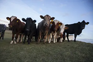 Herd of Cows, Beachy Head, East Sussex, England, UK Herd of Cows, Beachy Head, East Sussex, England, UK