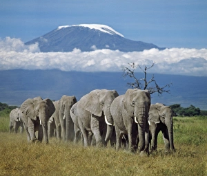 A herd of elephants with Mount Kilimanjaro in the background A herd of elephants with Mount Kilimanjaro in the background