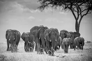Herd of elephants walking, with acacia tree, Serengeti National Park, Tanzania Herd of elephants walking, with acacia tree, Serengeti National Park, Tanzania