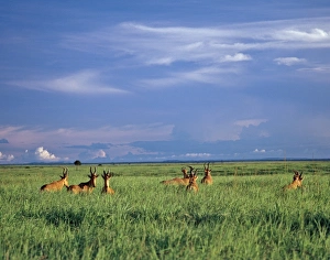 A herd of Lelwels Kongoni, or Hartebeest, in the lush grasslands of Garamba National Park A herd of Lelwels Kongoni, or Hartebeest, in the lush grasslands of Garamba National Park