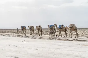 Herder with camel caravan passing through salt mines, Danakil Depression, Afar Region Herder with camel caravan passing through salt mines, Danakil Depression, Afar Region