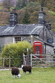 Herdwick Sheep & Cottage Herdwick Sheep & Cottage