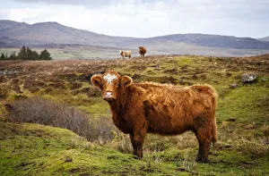Highland cattle, Isle of Skye, Scotland, UK Highland cattle, Isle of Skye, Scotland, UK