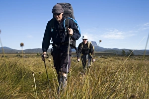 Hiking through the buttongrass plains on the Overland Track Hiking through the buttongrass plains on the Overland Track