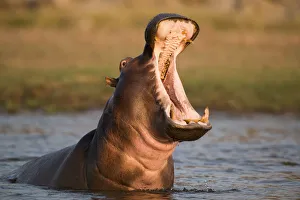 Hippopotamus yawning in waterhole, Ruaha, Tanzania Hippopotamus yawning in waterhole, Ruaha, Tanzania