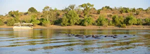 Hippos and tour boat, hippopotamus amphibius,Chobe River, Chobe National Park, near Hippos and tour boat, hippopotamus amphibius,Chobe River, Chobe National Park, near