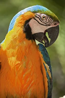 Honduras, Copan Ruinas, Blue and Gold Macaw Honduras, Copan Ruinas, Blue and Gold Macaw