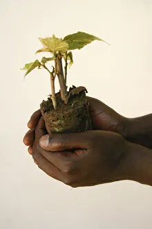 A horticulturalist holds a young tree at a nursery A horticulturalist holds a young tree at a nursery