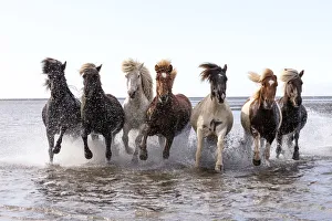 Icelandic horses running across a lake, South Iceland Icelandic horses running across a lake, South Iceland