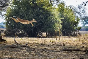 Zambia Wildlife Prints: Impala leaping over fallen branches, South Luangwa National Park, Zambia