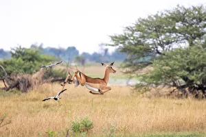 African Mammal Species Prints: Impala, Okavango Delta, Botswana