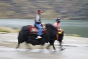 India, Sikkim, Gangtok, Tsomgo Lake, Indian tourists riding Yak India, Sikkim, Gangtok, Tsomgo Lake, Indian tourists riding Yak