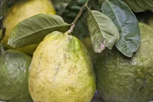 India, West Bengal, Darjeeling, Market, Guavas India, West Bengal, Darjeeling, Market, Guavas