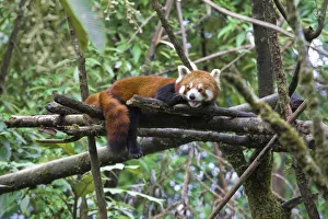 India, West Bengal, Darjeeling, Red panda India, West Bengal, Darjeeling, Red panda