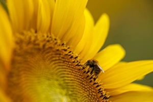 Italy, Friuli Venezia Giulia, bee on a sunflower Italy, Friuli Venezia Giulia, bee on a sunflower