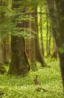 Italy, Friuli Venezia Giulia, Hare in a spring forest Italy, Friuli Venezia Giulia, Hare in a spring forest