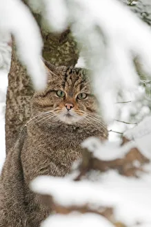 Italy, Friuli-Venezia Giulia, Wild cat Italy, Friuli-Venezia Giulia, Wild cat