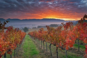 Italy, Umbria, Perugia district. Autumnal Vineyards near Montefalco Italy, Umbria, Perugia district. Autumnal Vineyards near Montefalco