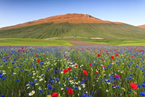 Italy, Umbria, Sunset in Castelluccio di Norcia during flowering Italy, Umbria, Sunset in Castelluccio di Norcia during flowering