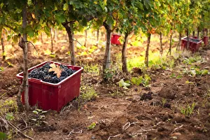 Italy, Umbria, Terni district, Giove, Grape harvest in Sandonna winery Italy, Umbria, Terni district, Giove, Grape harvest in Sandonna winery