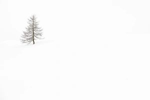 Italy, Veneto, larch isolated in white snow Italy, Veneto, larch isolated in white snow