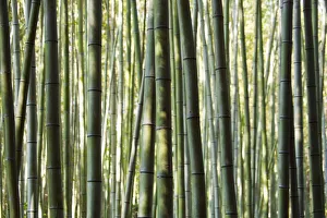 Japan, Chubu Region, Kyoto, Arashiyama. Close up of a bamboo forest Japan, Chubu Region, Kyoto, Arashiyama. Close up of a bamboo forest