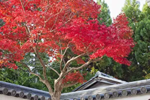Japan, Kyoto, Arashiyama, Autumn Leaves Japan, Kyoto, Arashiyama, Autumn Leaves
