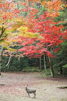 Japan, Miyajima Island, Omoto Park, Deer and Autumn Leaves Japan, Miyajima Island, Omoto Park, Deer and Autumn Leaves
