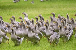 Juvenille gray Toulose geese raised for production of Foie Gras on free-range farm Juvenille gray Toulose geese raised for production of Foie Gras on free-range farm