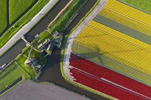 The De Kaagmolen windmill in front multicolor tulips field (Opmeer municipality, North The De Kaagmolen windmill in front multicolor tulips field (Opmeer municipality, North