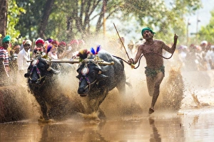 Kambala, traditional buffalo racing, Kerala, India Kambala, traditional buffalo racing, Kerala, India