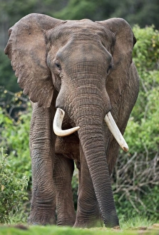 Kenya, A fine elephant the Aberdare National Park Kenya, A fine elephant the Aberdare National Park