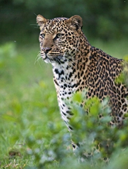 Kenya, A fine female leopard the Aberdare National Park Kenya, A fine female leopard the Aberdare National Park
