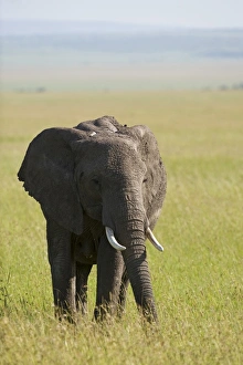 Kenya, Masai Mara. Elephant out on the plains Kenya, Masai Mara. Elephant out on the plains